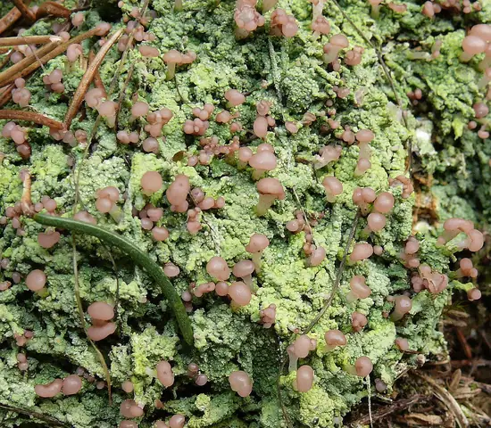 Grzybinka brunatna (Baeomyces rufus)