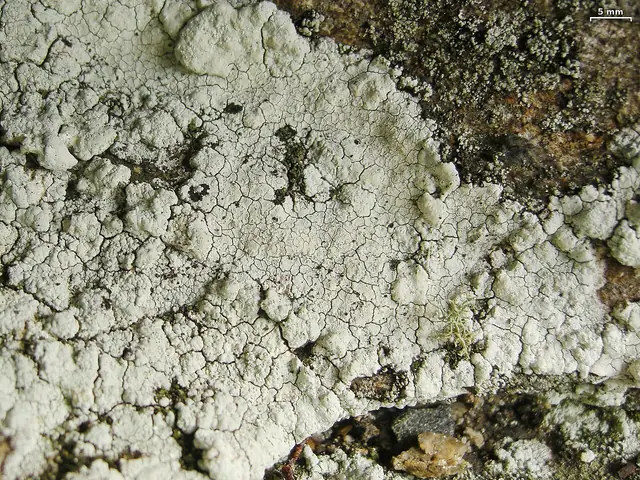 Grzybinka cielista (Baeomyces carneus)