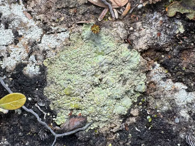 Grzybinka łatkowata (Baeomyces placophyllus)