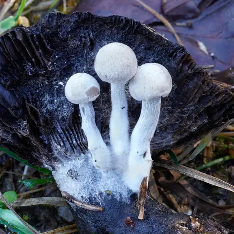 Grzybolubka lepka (Asterophora parasitica)