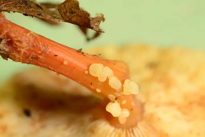 Grzyboniszczka bezsprzążkowa (Syzygospora effibulata)