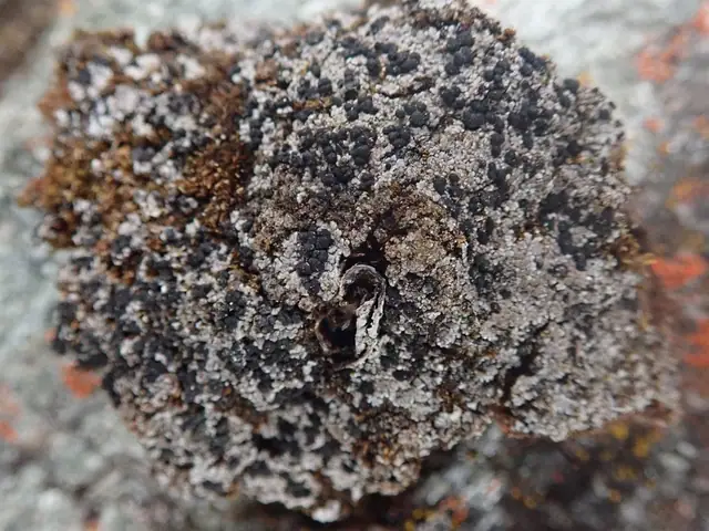 Grzybośliz łatkowaty (Bilimbia lobulata)