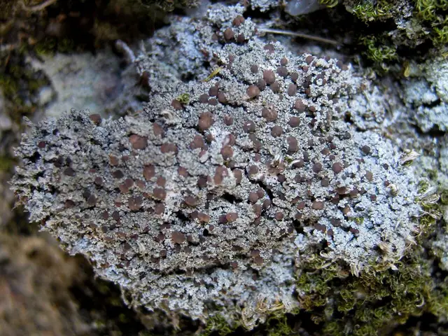 Grzybośliz ziarnisty (Bilimbia sabuletorum)