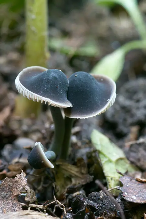 Grzybóweczka mączna (Mycenella lasiosperma)