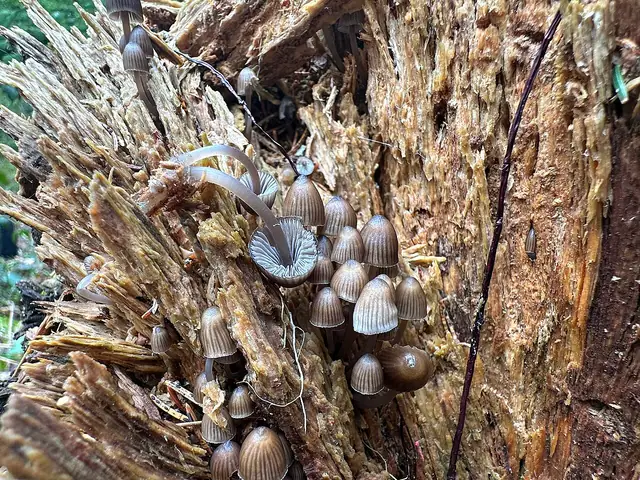 Grzybówka alkaliczna (Mycena stipata)