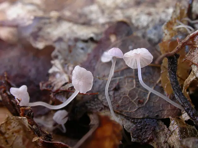 Grzybówka bladoszara (Mycena smithiana)