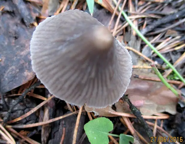 Grzybówka borowa (Mycena metata)
