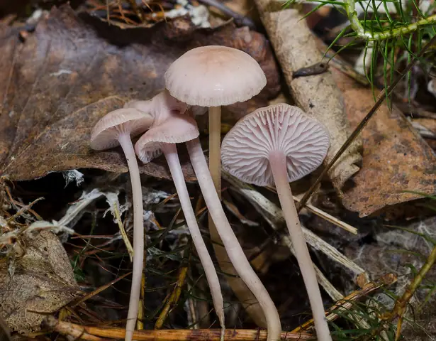 Grzybówka brązowofioletowa (Mycena pearsoniana)