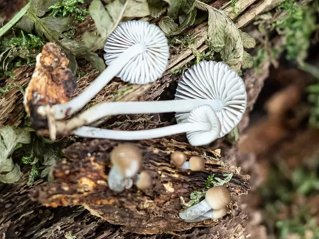 Grzybówka bruzdkowana (Mycena polygramma)