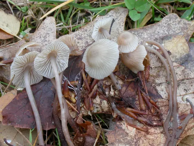 Grzybówka bukowa (Mycena fagetorum)