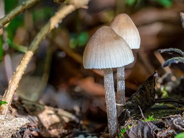 Grzybówka chlorowonna (Mycena leptocephala)