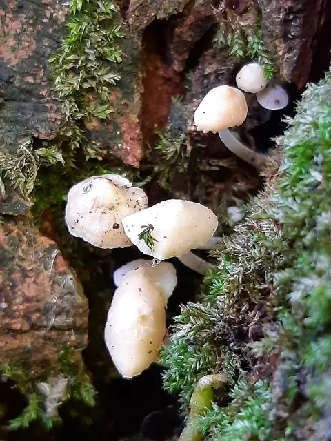 Grzybówka cuchnąca (Mycena olida)