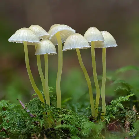 Grzybówka cytrynowa (Mycena epipterygia)