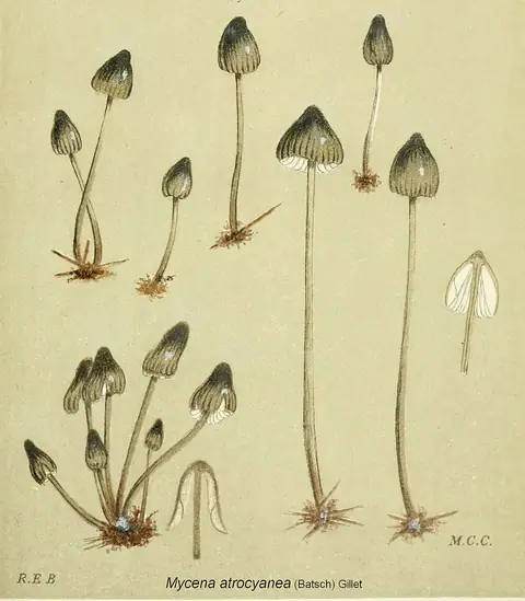 Grzybówka czarnoniebieskawa (Mycena atrocyanea)