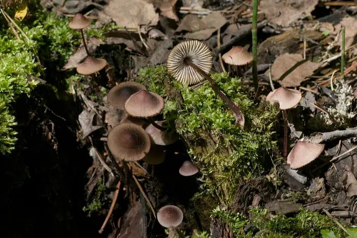 Grzybówka czerwonostrzowa (Mycena rubromarginata)