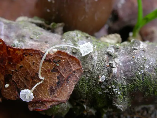 Grzybówka dębowa (Mycena polyadelpha)