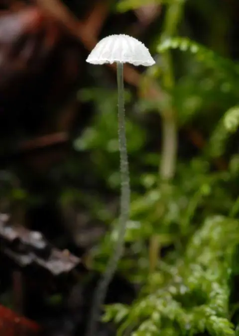 Grzybówka delikatna (Mycena adscendens)