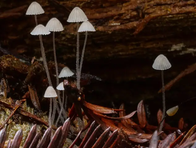 Grzybówka długorzęsa (Mycena aciculata)