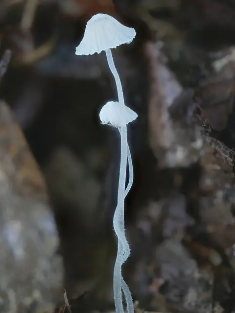 Grzybówka długoszowa (Mycena alphitophora)