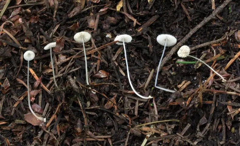 Grzybówka dyskowata (Mycena stylobates)