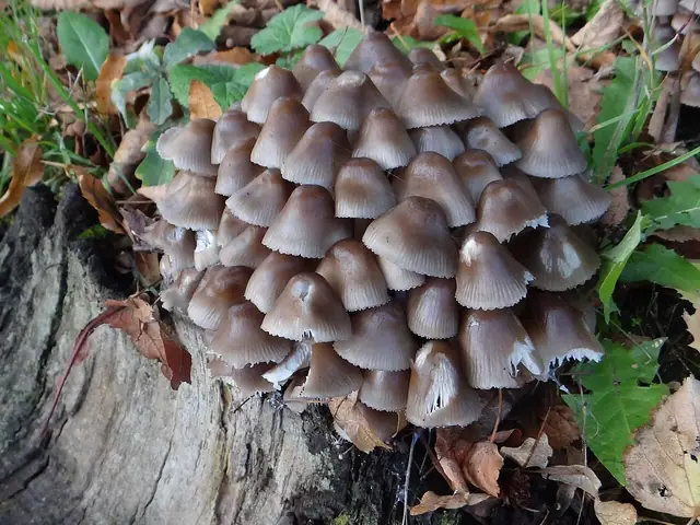 Grzybówka dzwoneczkowata (Mycena tintinnabulum)