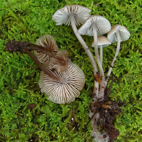 Grzybówka elastyczna (Mycena vitilis)