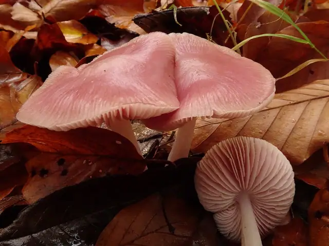 Grzybówka fioletowawa (Mycena pura)