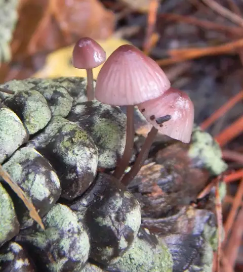 Grzybówka fioletowobrązowa (Mycena purpureofusca)