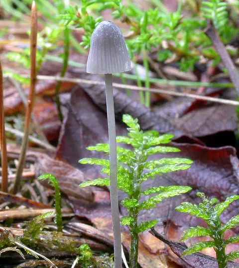 Grzybówka górska (Mycena urania)