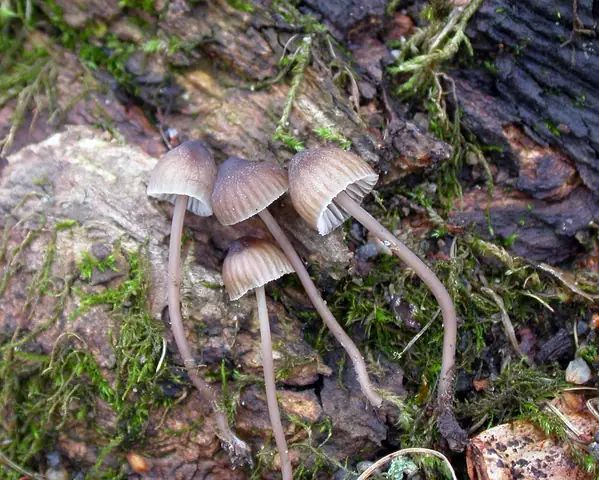 Grzybówka gorzka (Mycena erubescens)