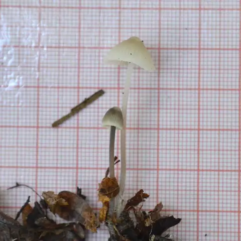 Grzybówka kremowa (Mycena xantholeuca)