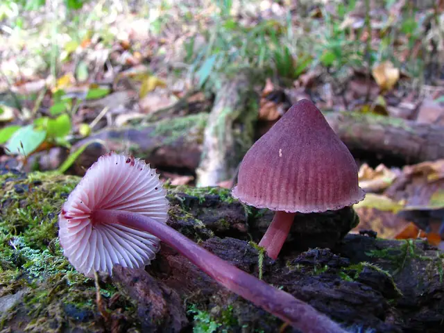 Grzybówka krwista (Mycena haematopus)