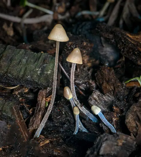 Grzybówka modrooliwkowa (Mycena amicta)
