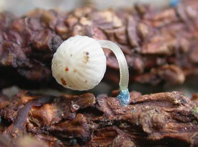 Grzybówka niebieskawa (Mycena cyanorhiza)