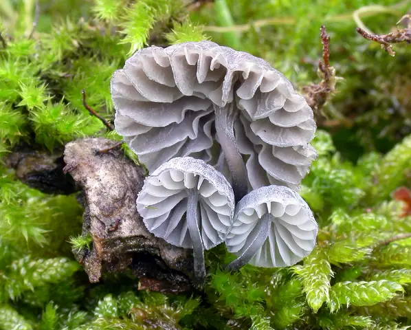 Grzybówka niebieskoszara (Mycena pseudocorticola)