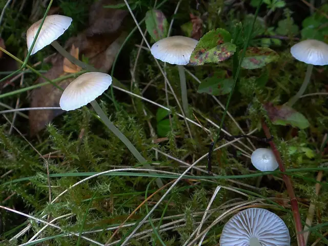 Grzybówka nitkowatotrzonowa (Mycena filopes)