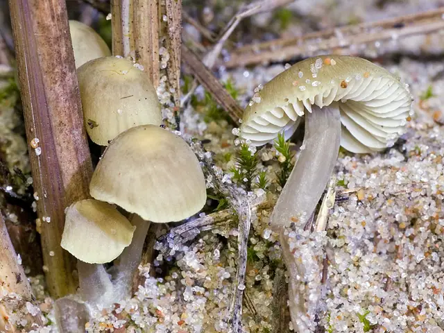 Grzybówka oliwkowa (Mycena chlorantha)