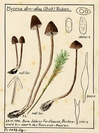 Grzybówka oszroniona (Mycena atroalba)