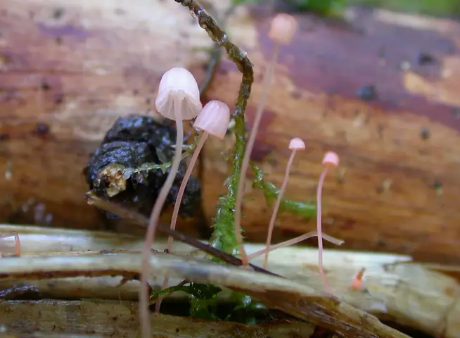 Grzybówka paprociowa (Mycena pterigena)