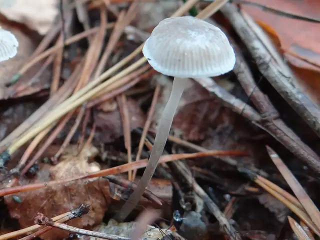 Grzybówka popielata (Mycena cinerella)