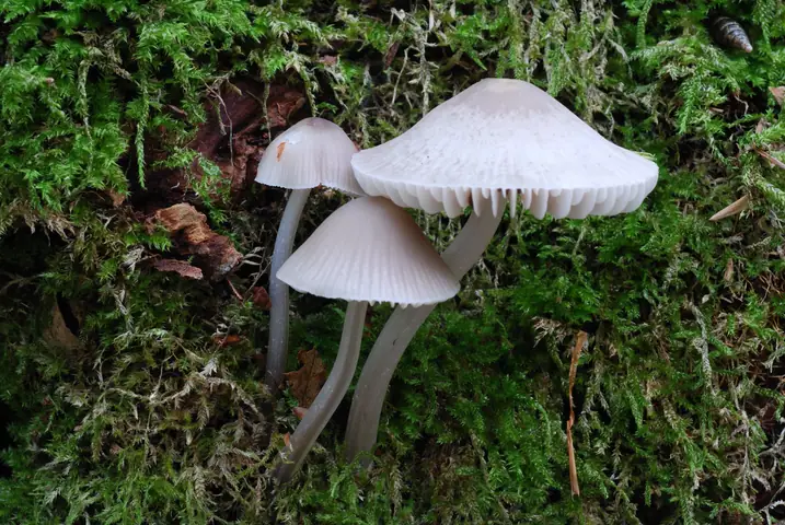 Grzybówka popielatotrzonowa (Mycena niveipes)