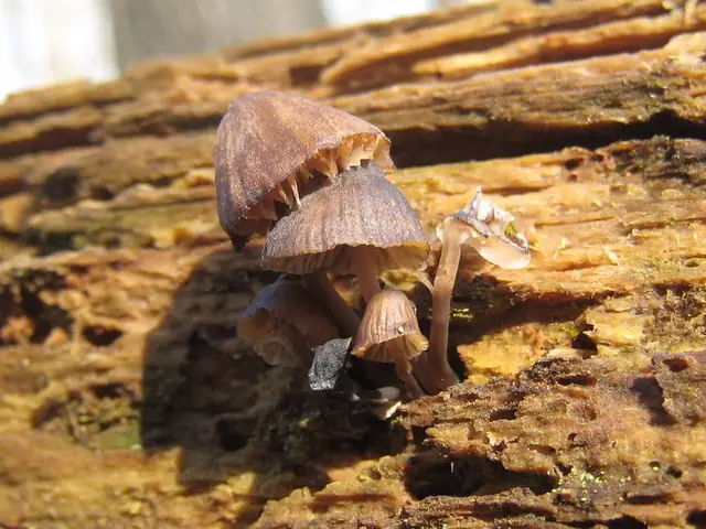 Grzybówka potażowa (Mycena alcalina)