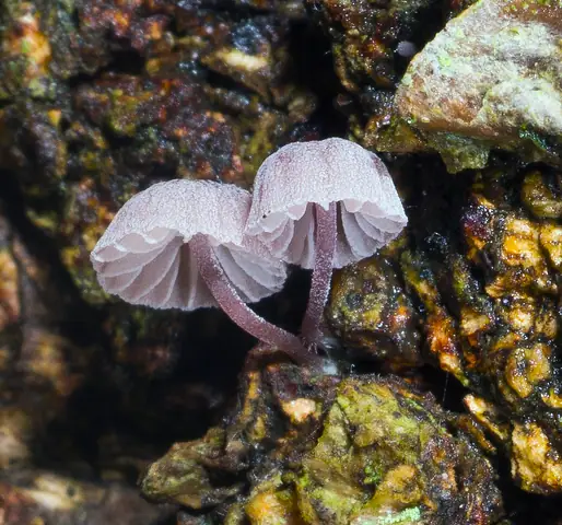 Grzybówka purpurowobrązowa (Mycena meliigena)