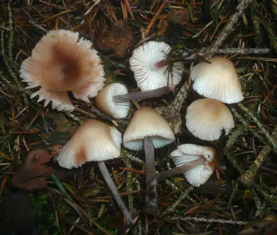 Grzybówka rdzawoplamista (Mycena zephirus)