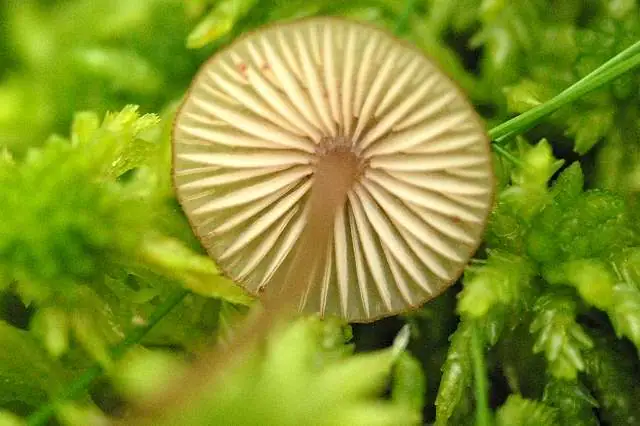 Grzybówka równobarwna (Mycena concolor)