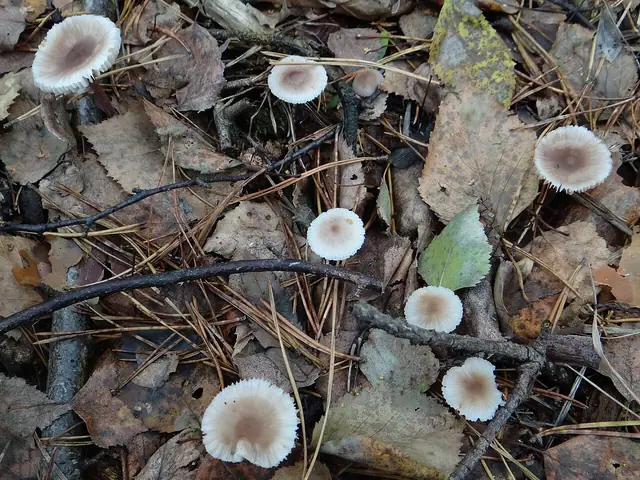 Grzybówka szarobrązowa (Mycena latifolia)