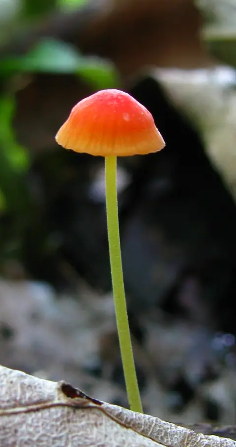 Grzybówka szpilkowa (Mycena acicula)