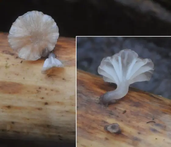 Grzybówka trzcinowa (Mycena belliae)