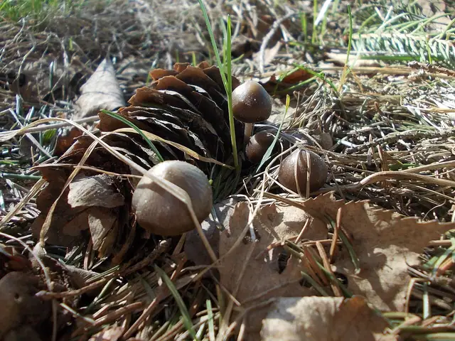 Grzybówka wiosenna (Mycena strobilicola)