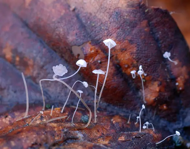 Grzybówka włoskowatotrzonowa (Mycena capillaris)